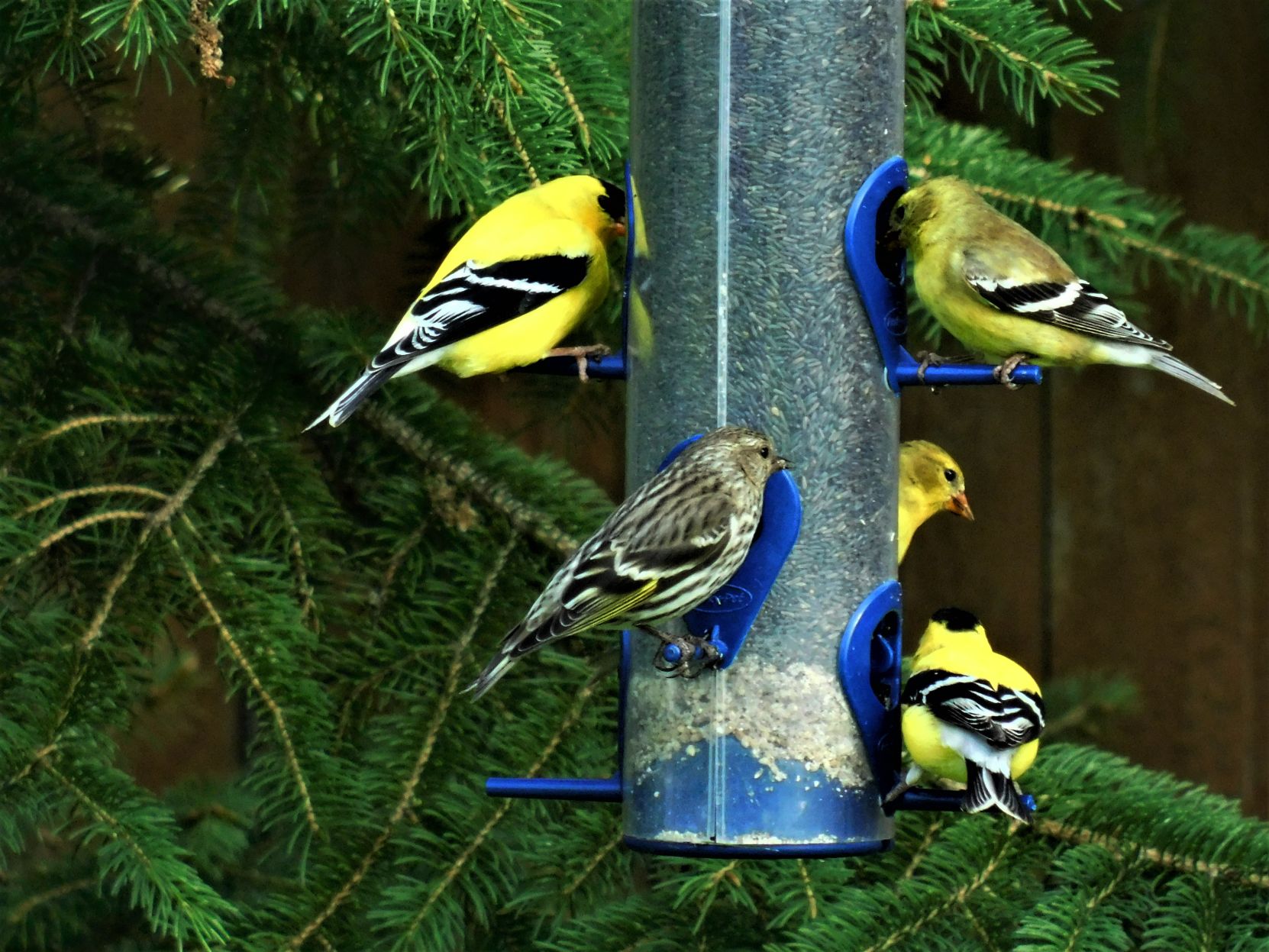 Gold Finches